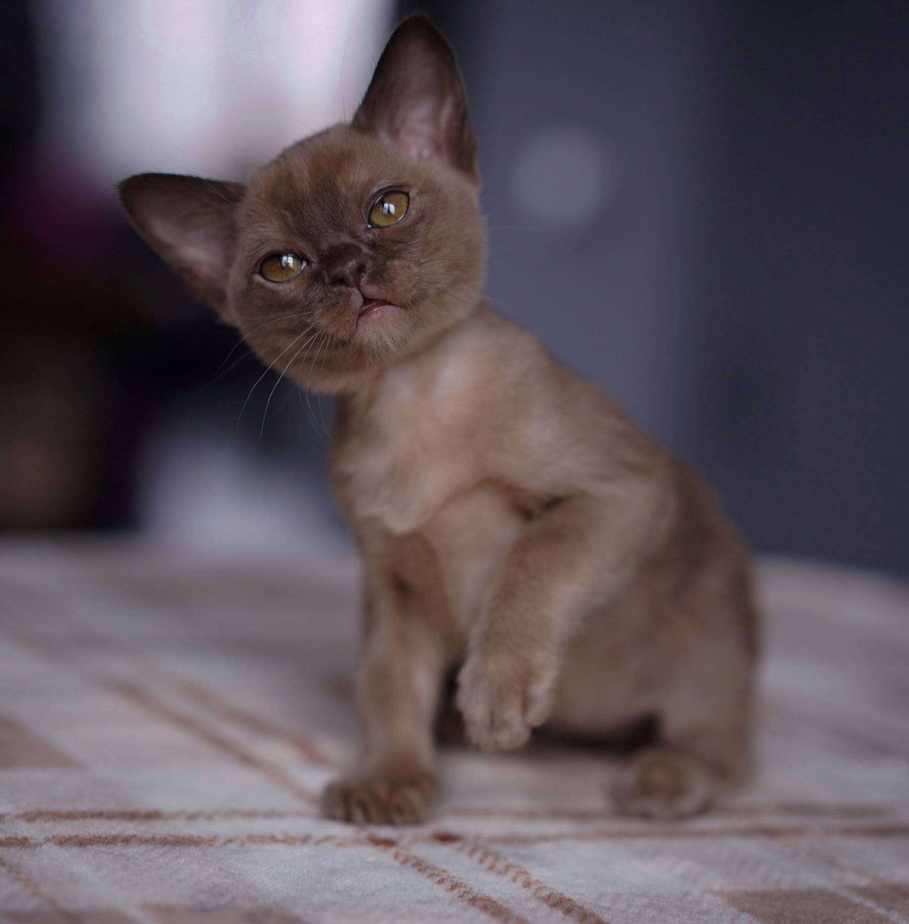 бурманская кошка питомник